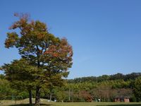 Ф컳ӤҤ
